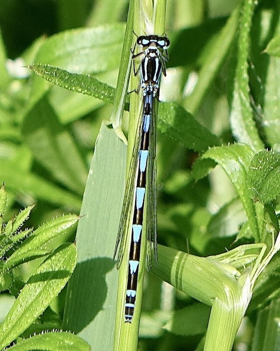 variable damselfly